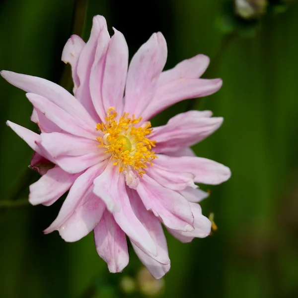 赌博游戏捕鱼游戏